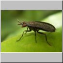 Coremacera marginata - Hornfliege 05.jpg